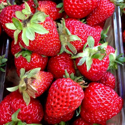 Jordgubbe Omnia Garden Fragaria Ananassa Korona