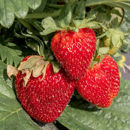 Jordgubbe Omnia Garden Fragaria Ananassa Honeoye