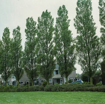 Italiensk Pelarpoppel Omnia Garden Populus Nigra Italica