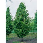 Avenbok Omnia Garden Carpinus Betulus Frans Fontaine Högstam