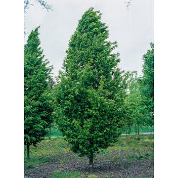 Avenbok Omnia Garden Carpinus Betulus Frans Fontaine Högstam