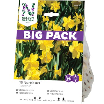 Stjärnnarciss Nelson Garden Storkronig Carlton Big Pack