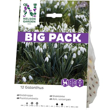 Snödroppe Nelson Garden Galanthus Nivalis Vit Big Pack