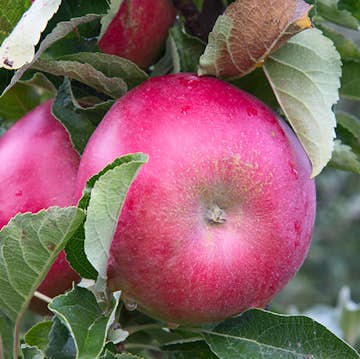 Äppelträd Omnia Garden Malus Domestica Mio E