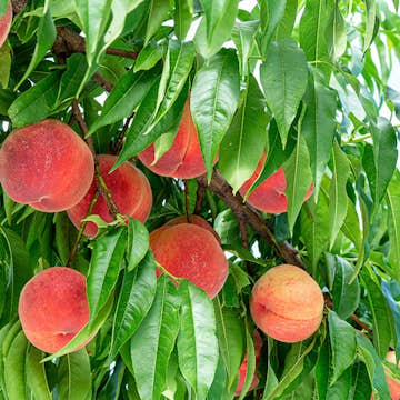 Persikoträd Omnia Garden Prunus Persica Riga