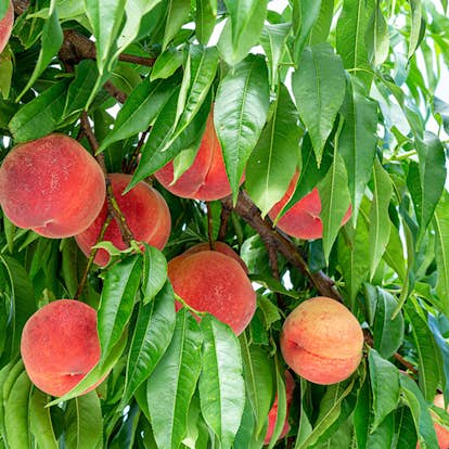 Persikoträd Omnia Garden Prunus Persica Riga
