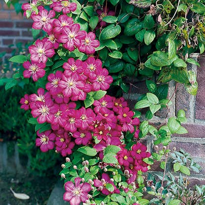 Klätterväxt Klematis Omnia Garden Ville de Lyon 40-60 cm