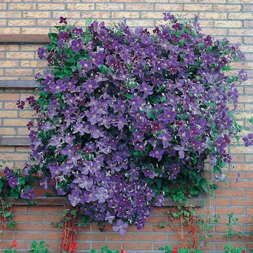 Klätterväxt Mörkblå Jackman Klematis Omnia Garden 40-60 cm