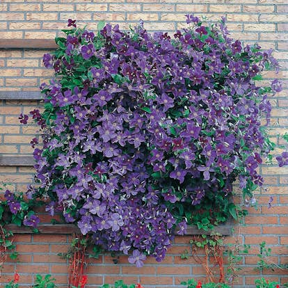 Klätterväxt Mörkblå Jackman Klematis Omnia Garden 40-60 cm