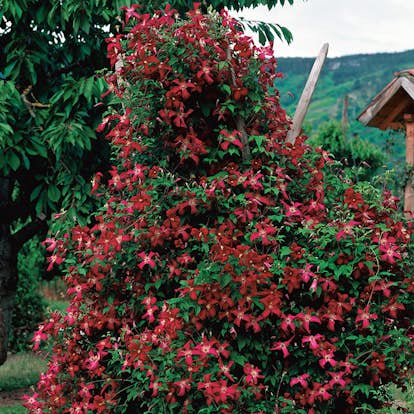 Klätterväxt Ljusvioletta Viticella Klematis Omnia Garden 40-60 cm