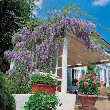 Klätterväxt Blåregn Omnia Garden Japanskt 50-80 cm