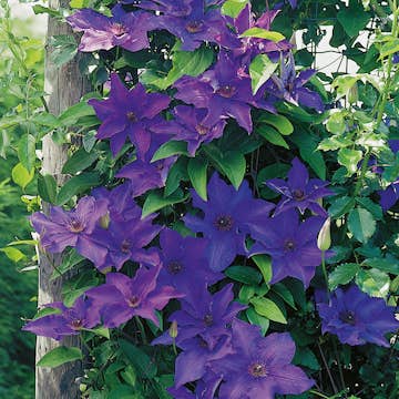 Klätterväxt Purpurblå Patens Klematis Omnia Garden 40-60 cm