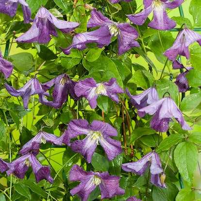 Klätterväxt Blåviolett Italiensk Klematis Omnia Garden 40-60 cm