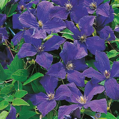 Klätterväxt Italiensk Klematis Omnia Garden 40-60 cm