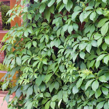 Klätterväxt Klättervildvin Omnia Garden 40-60 cm