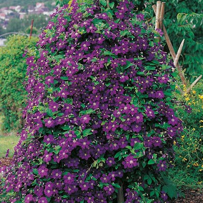 Klätterväxt Viticella Klematis Omnia Garden 40-60 cm