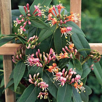 Klätterväxt Vintertry Omnia Garden 40-60 cm