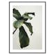 Poster Gallerix Botanical Leaves