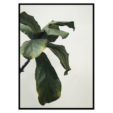 Poster Gallerix Botanical Leaves