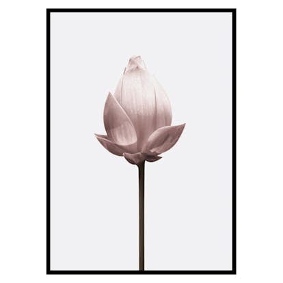 Poster Gallerix Lotus Flower
