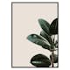 Poster Gallerix Rubber Plant Natural