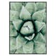 Poster Gallerix Agave Close Up No1