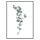 Poster Gallerix Eucalyptus No1