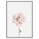 Poster Gallerix Pink Rose No1