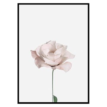 Poster Gallerix Pink Rose No2