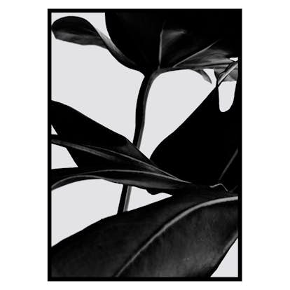 Poster Gallerix Ficus Black