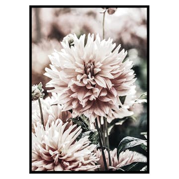 Poster Gallerix Dahlia