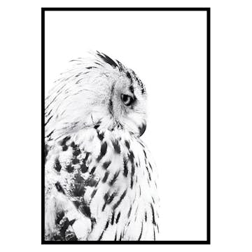 Poster Gallerix Snow Owl