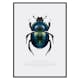Poster Gallerix Beetle Display