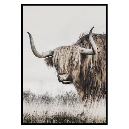 Poster Gallerix Highland Cattle