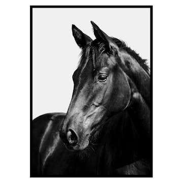Poster Gallerix Black Horse