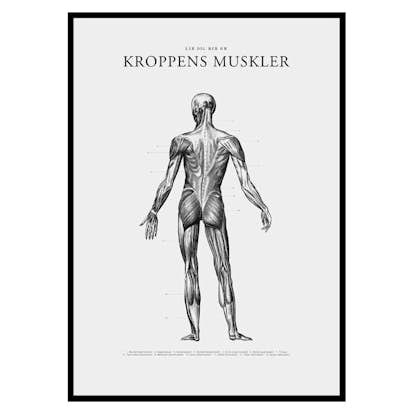 Poster Gallerix Kroppens Muskler Baksida