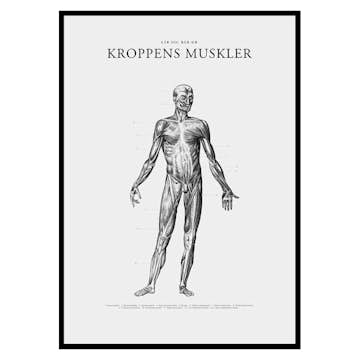Poster Gallerix Kroppens Muskler Framsida