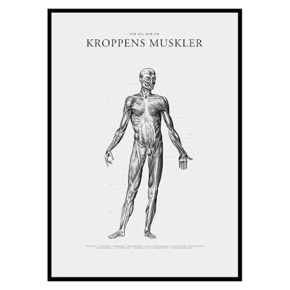 Poster Gallerix Kroppens Muskler Framsida