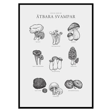 Poster Gallerix Ätbara Svampar