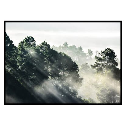 Poster Gallerix Sunlight Forest