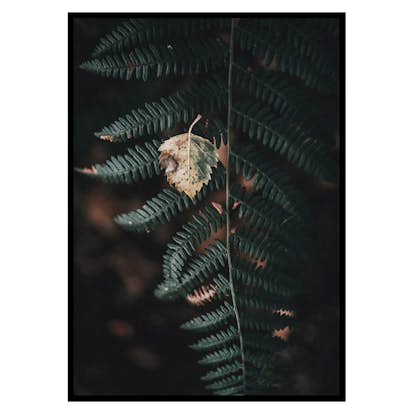 Poster Gallerix Fern No1