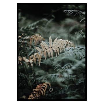 Poster Gallerix Fern No2