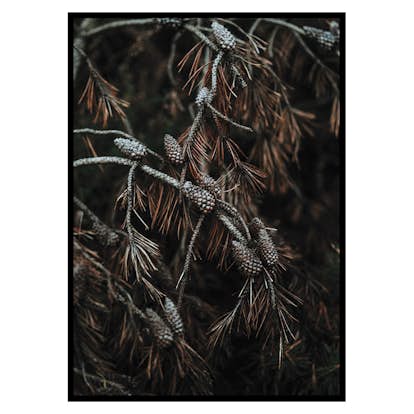 Poster Gallerix Tree Cones Dark