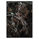 Poster Gallerix Tree Cones Dark