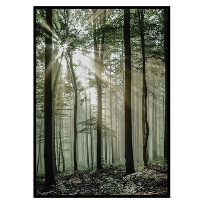 Poster Gallerix Light Through Trees