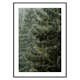 Poster Gallerix Spruce Trees