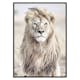 Poster Gallerix Majestic Lion Color