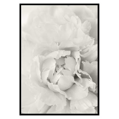 Poster Gallerix White Rose No1