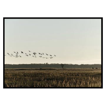 Poster Gallerix Birds Flyby