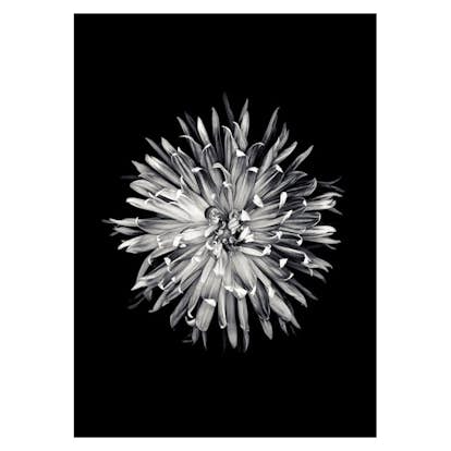 Poster Gallerix Dahlia BW